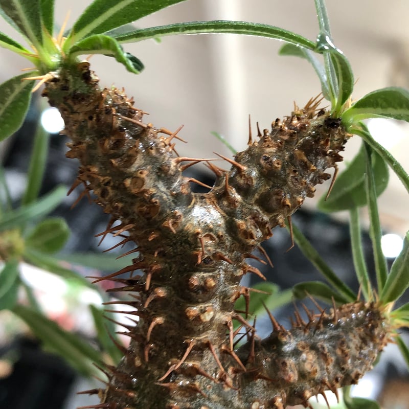 Pachypodium gracilis - 現地球　発根済み pachypodium gracilius《L size》※現地球株発根済※大きめで全方位A面