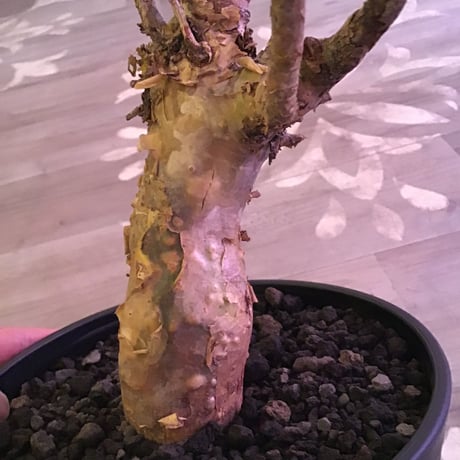 commiphora   humbertii《 L size》