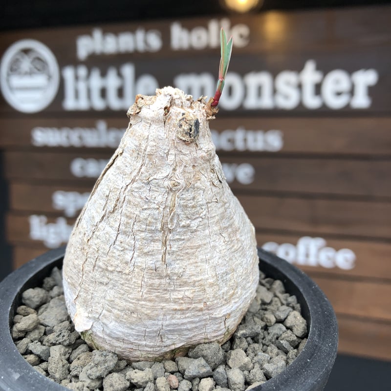 ト*シ様 ユーフォルビア トリカデニアEuphorbiatrichadenia 214f1d234a28de53158d28ddea4050