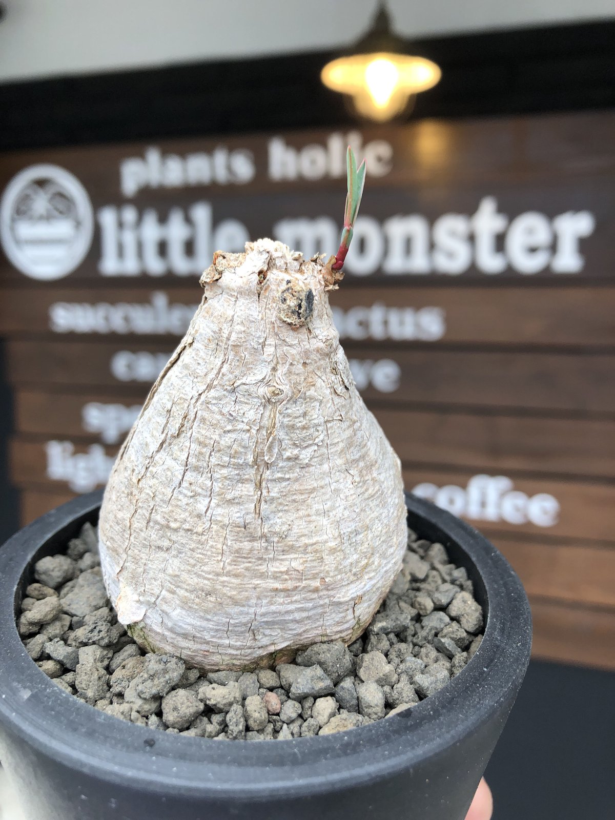 euphorbia trichadenia《大きめ M size》※現地球発根後店主国内管理