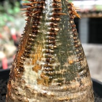 pachypodium gracilius《大きめS size》※現地球株発根済※味深くビンテージ感強き現地焼けに希少green肌を保つ樹形バランスも抜群な一株‼︎※black bowl pot植え