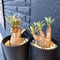 euphorbia    fish bone《M size》
