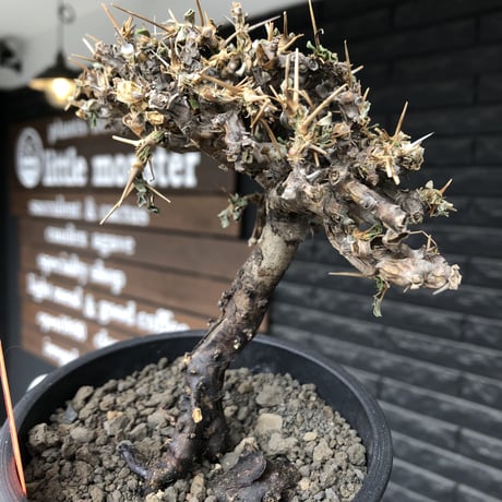 sarcocaulon  vanderietiae《大きめM size》※現地球発根後店主国内管理3年株※希少春秋型種‼︎良樹形な幹上がり仕立ての一株※mad black pot植え