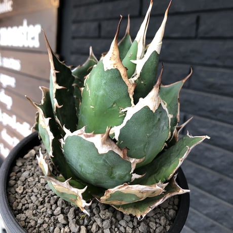 agave  titanota《大きめM size》※現地球発根後店主国内管理1年株※極締まり良き最高樹形な選抜株‼︎※mad black bowl pot植え