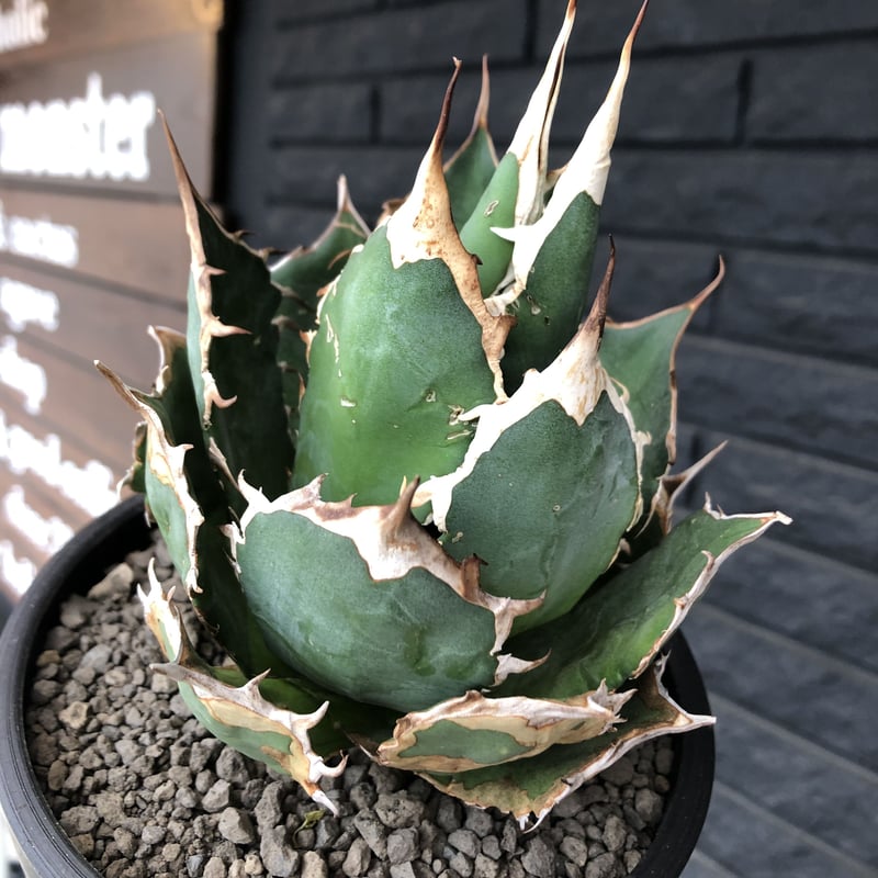 agave titanota《大きめM size》※現地球発根後店主国内管理1年株