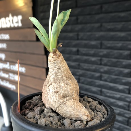 euphorbia  fishbone《 大きめM size》※現地球株発根済※激希少‼︎流通少なきフィッシュボーン※mad black pot植え
