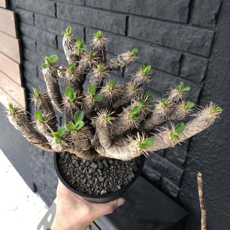 euphorbia    guillauminiana《L  size》躍動感激しいギラウミ  ※店主管理国内４年株