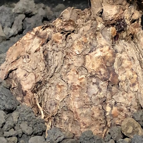 pelargonium  lobatum《L size》※現地球株発根済※丸みが強く大振りサイズながら大変整った一株‼︎※black pot植え