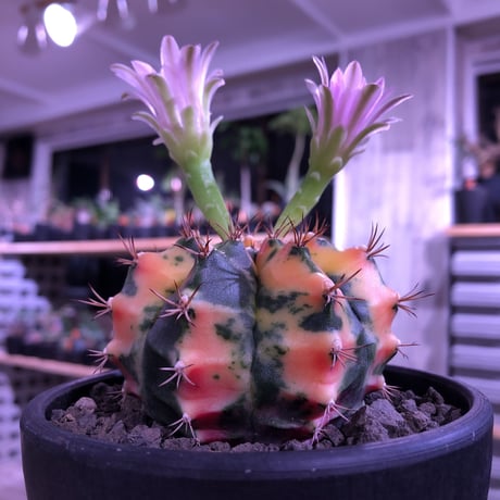 gymnocalycium  翠晃冠錦  hybrid《M size》ハロウィン🎃仕様  ※mad  black  bowl  pot植え