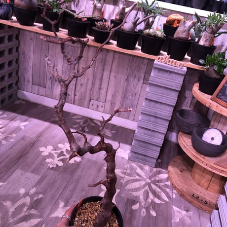 commiphora   monstrosa《 L  size》現地球発根済み株！剪定済み‼︎※丈の大きめサイズ感のbalance良きモンスト‼︎※限定1株‼︎