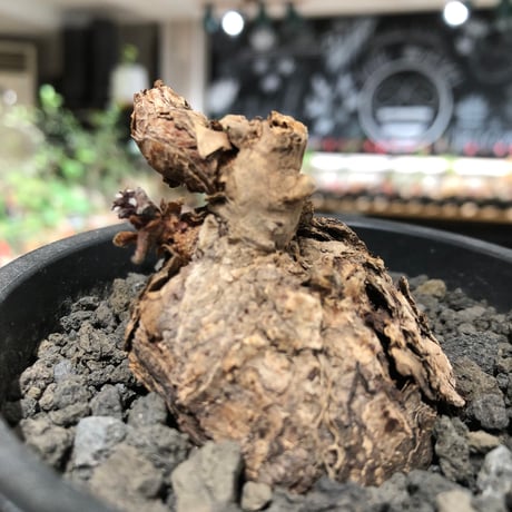 pelargonium  lobatum《L size》※現地球株発根済※丸みが強く大振りサイズながら大変整った一株‼︎※black pot植え