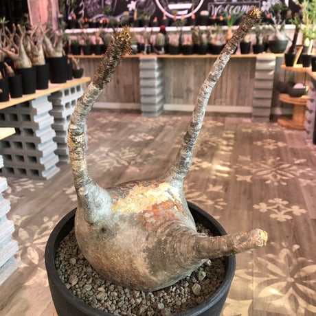 packypodium  gracilius《L  size》※現地球発根済株‼︎※大変頭頂部の株焼けが味となり、カッコいいぼってり樹形なグラキ※mad black bowl pot植え