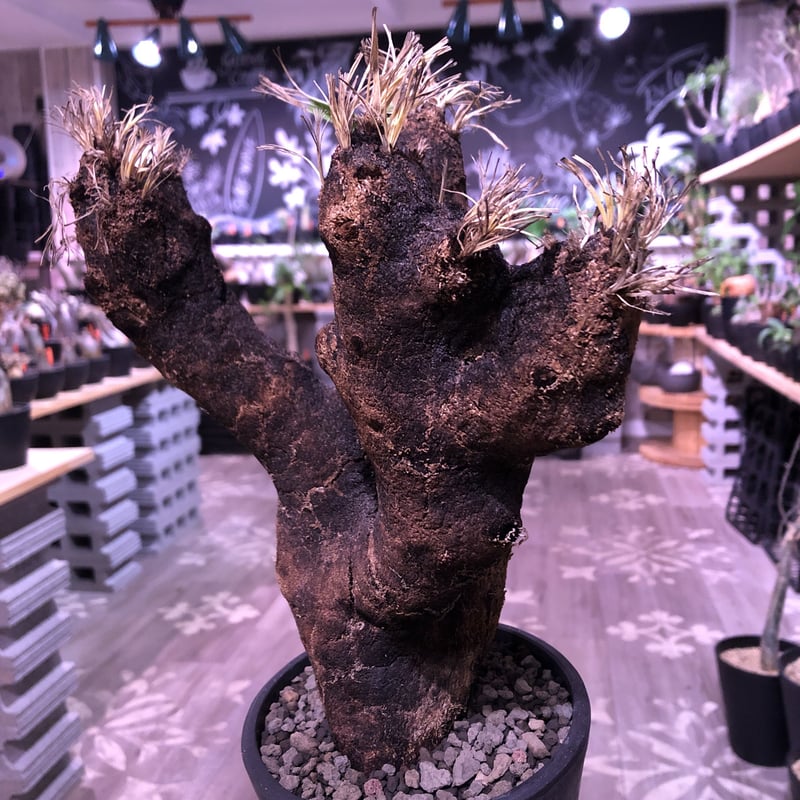 キセロフィタ トリコフィラ 発根済み xerophyta trichophylla《L L