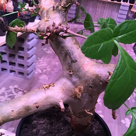 commiphora  sp.Logo logo《L size》※現地球発根済株※灌木が故の独特の渋さと表皮&特化した樹形※セラアート鉢植え