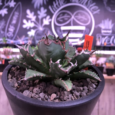 agave     titanota《M  size》Sよりのサイズ感で成熟株の装い   mad  black  pot植え