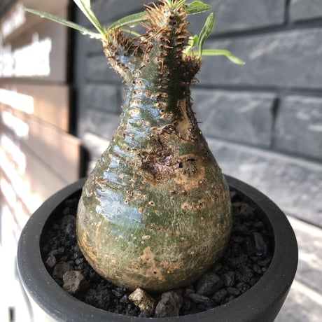 pachypodium gracilius《大きめS size》※希少green肌&360度球体株※現地球発根後店主国内管理2年株※短枝グリーン肌のまん丸球体株※mad black pot植え