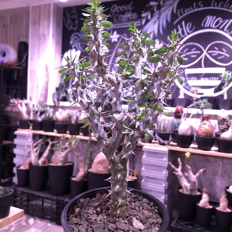 alluaudia   procera《M size》※現地球発根済株※店主国内管理2年株※現地球株は今後輸入出来ません。管理長き大変美しい装いの極美株‼︎※mad black pot植え
