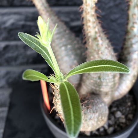 packypodium  gracilius《L size》希少4分頭株※現地球発根済株※店主国内管理3年株※極めて美しい肌質と最高樹形balance‼︎※mad black bowl pot植え