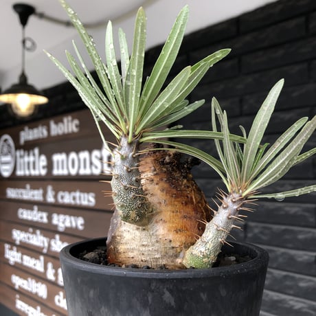 pachypodium gracilius《大きめM size》※現地球株発根済※成長点潰れ&ワイルド現地焼け肌‼︎子孫繁栄意識高く胴吹き枝の装いが堪らない良樹形※mad black pot植え