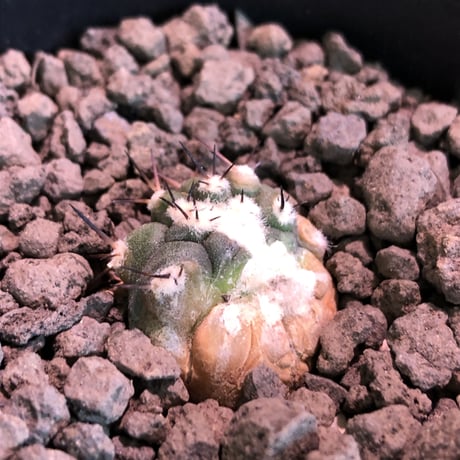 copiapoa   cinerea  黒王丸《S size》※現地球株カキ仔自根株※現地球のDNAを引き継いだカキ仔株‼︎※mad black pot植え