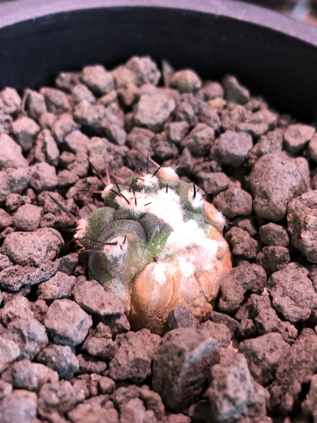 コピアポア 黒王丸 現地球カキ仔 コピアポア 黒王丸 現地球 カキ子