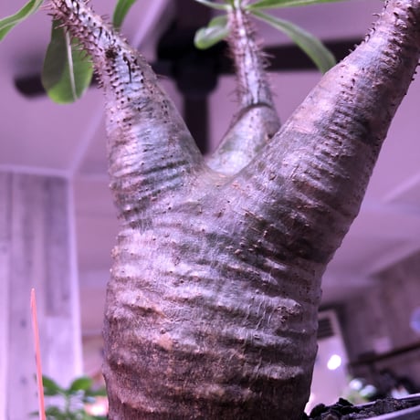 pachypodium  gracilius《M size》※現地球株  発根済み株‼︎  （限定1株）バランスの取れた手乗りサイズ　※mad black pot植え