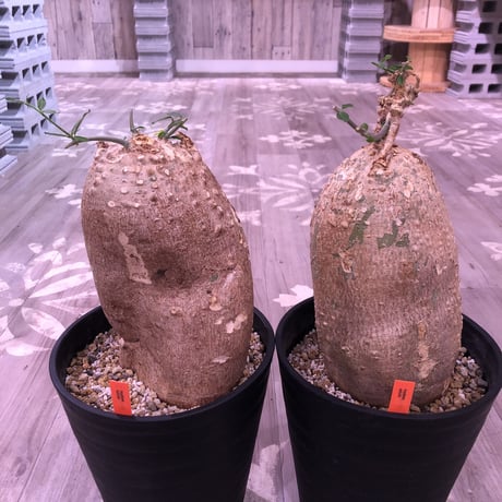 hockea  edulis《L L  size》