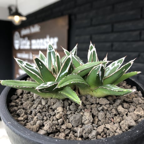 agave  笹の雪《小さめM size》W-he'd株※現地球発根後店主国内管理1年株※双子で美しいbalance良き一株※mad black bowl pot植え