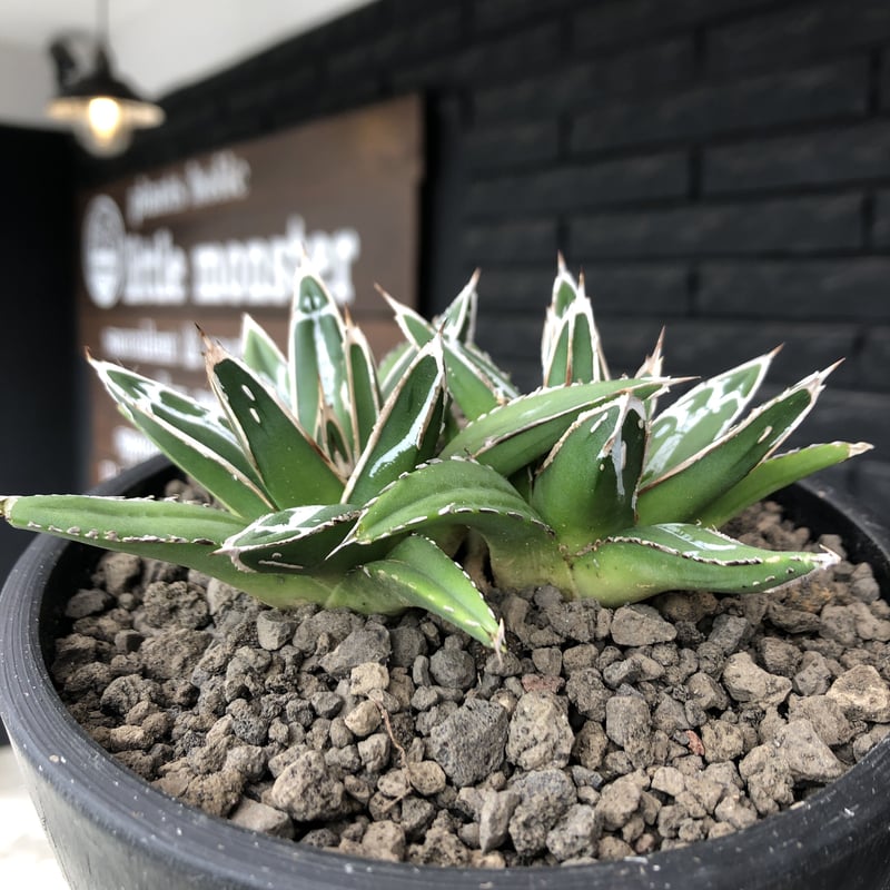agave 笹の雪《小さめM size》W-he'd株※現地球発根後店主国内 agave 笹の雪《小さめM size》W-he'd株※現地球発根後店主国内