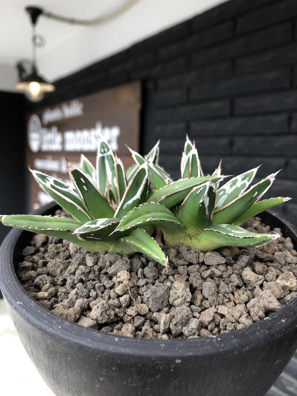 アガベ】ダルマ 笹の雪 班入り 超特大株 美株 agave 笹の雪