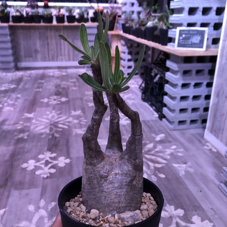 packypodium  gracilius《M size》※現地球株  発根済み株‼︎  （限定10株）