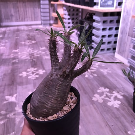 packypodium  gracilius《M size》 ※現地球株  発根済み株‼︎  （限定13株）