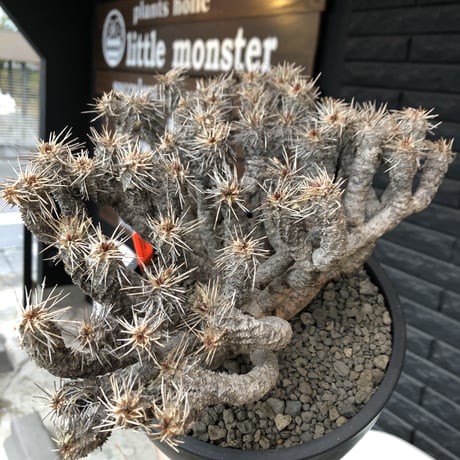 euphorbia  guillauminiana《大きめLL size》※現地球発根済株※店主国内管理6年株※現地球株らしい表皮＆volume満点大株※mad black bowl pot植え