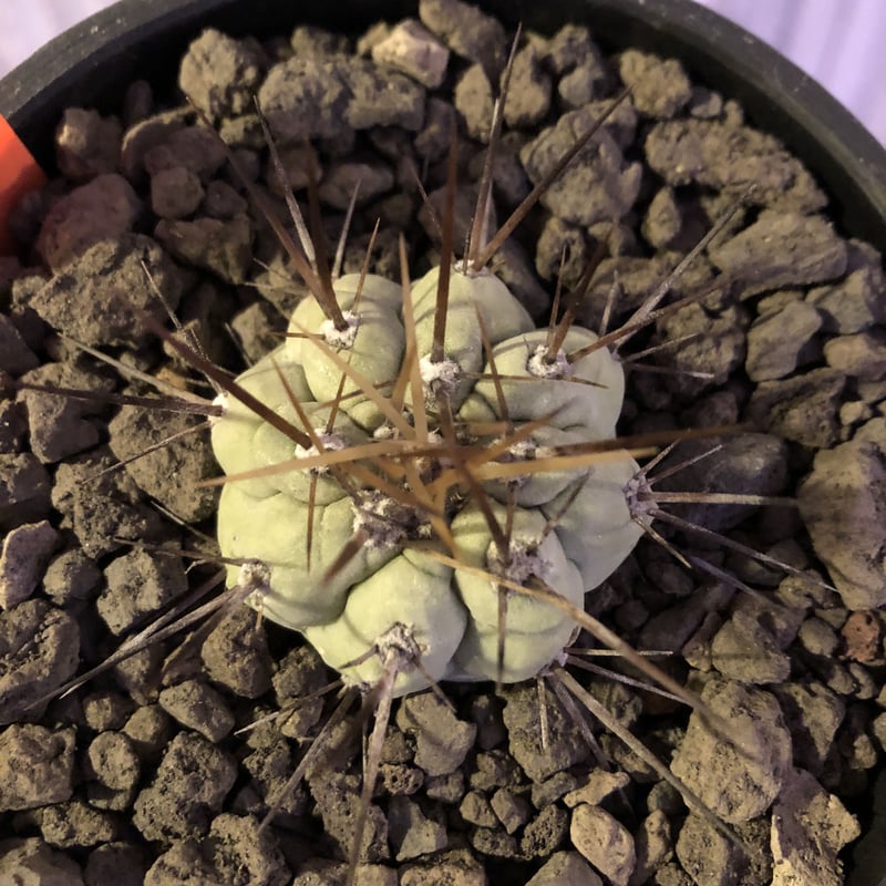 copiapoa cinerea 長棘黒王丸《S size》※現地球株カキ仔自根株 copiapoa cinerea 長棘黒王丸《S size》※現地球株カキ仔自根株