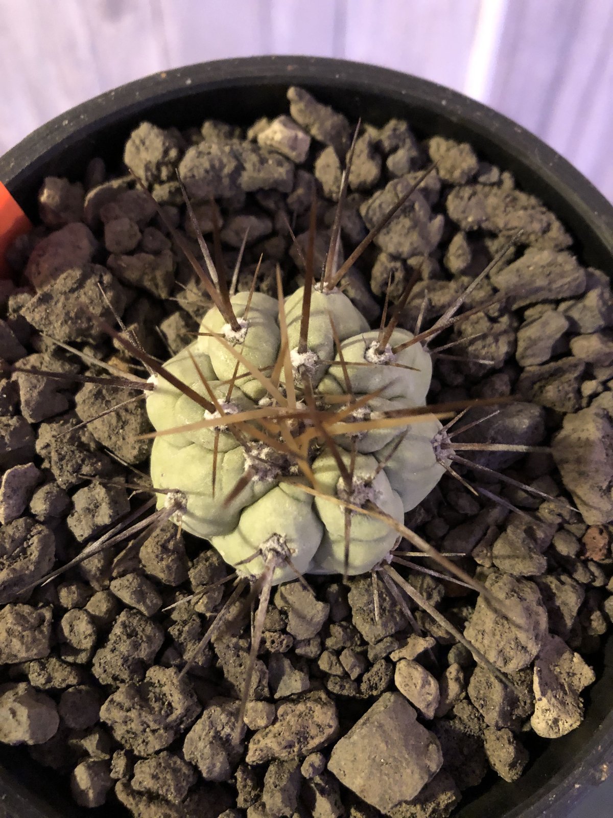 copiapoa cinerea 長棘黒王丸《S size》※現地球株カキ仔自根株 copiapoa cinerea 長棘黒王丸《S size》※現地球株カキ仔自根株