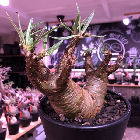 packypodium gracilius《大きめM size》W-he'd株※現地球発根済株※店主国内管理3年株※アシンメトリー且つ肌質＆colorも美しい一株※mad black pot植え