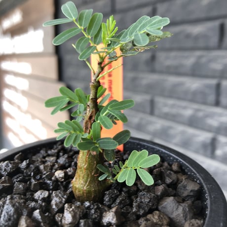 senna  meridionalis《 S size》littmon seed🌱※小振りながら大切に育てた成長楽しみ可愛いセンナ※mad black pot植え