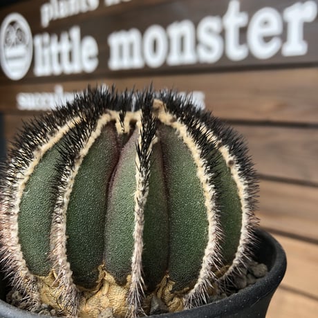 uebelmannia   pectinifera《極美大株》