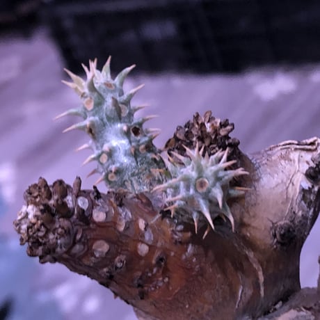 packypodium   enigmaticum《L size》※激希少モンスト株※現地球発根済※躍動感高き枝振り&現地焼けgold×beige肌がヤバい一株※ mad  black  pot植え