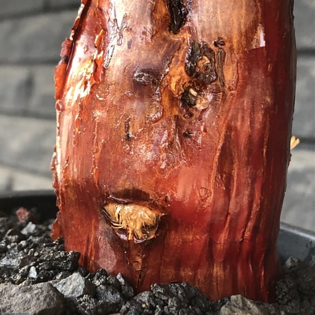 mestoklema tuberosum《M size》※現地球発根後店主国内管理4年株※栗のようなツヤ深き綺麗肌&エグれ傷が堪らなく冬季も動く唯一無二な希少灌木※mad black pot植え