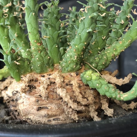 euphorbia gorgonis《L size》※現地球発根後店主国内管理3年株※人気🐙タコもの‼︎美多肉質葉&木質wild塊根の二面性が魅力※mad  black  pot植え
