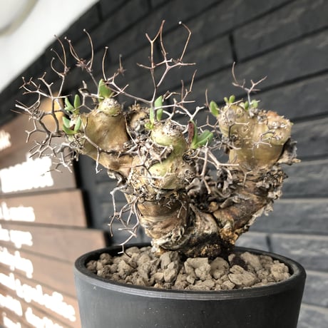 tylecodon  reticulatus《大きめM size》※現地球発根済株※店主国内管理3年株※weight低く幹も太い‼︎wild過ぎでimpact絶大‼︎※mad black pot植え