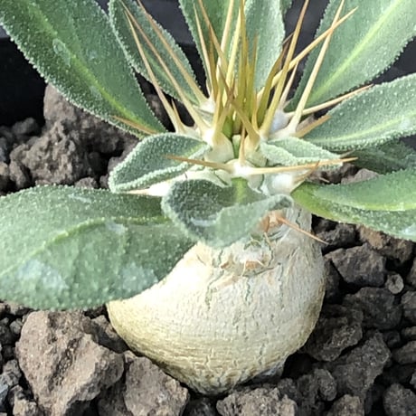 pachypodium  namaquanum 光堂《S size》littmon seed🌱※希少‼︎威勢よく葉も展開中‼︎しっかり育てたかわいい奴※mad black pot植え