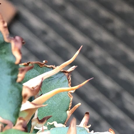 agave titanota  白鯨陽炎type《S size》※現地球株発根済 ②※唸り良き鋸歯に幅広肉厚タイプ※black pot植え