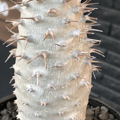 pachypodium  ambongense《L size》驚愕激希少種※現地球発根済株※店主私物株‼︎国内管理5年※現地球ならではの極白肌を持つ良樹形※mad black bowl pot植え