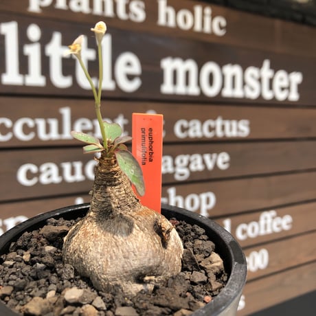 euphorbia primulifolia《大きめM size》※現地球株発根済※丸み強くぼってり樹形の愛くるしさ満点で特に開花時は肌感とのギャップも堪らない※black bowl pot植え