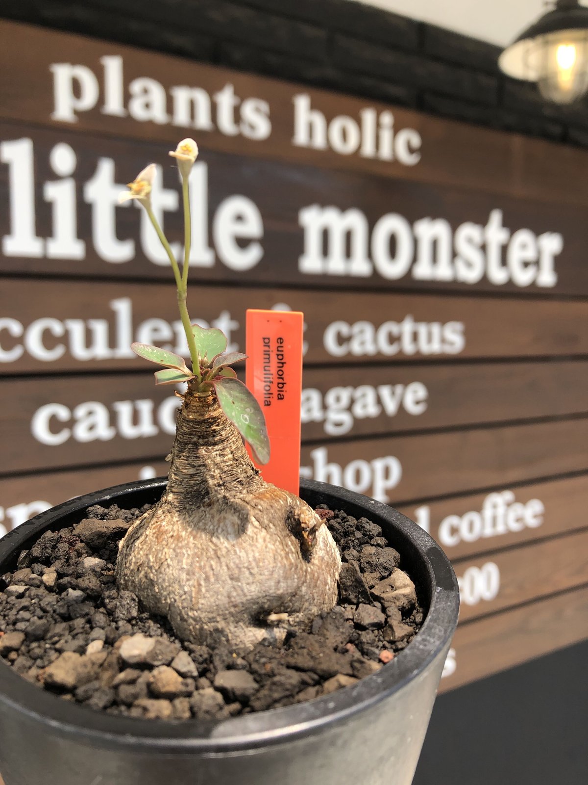 euphorbia primulifolia《大きめM size》※現地球株発根済※丸み強くぼ