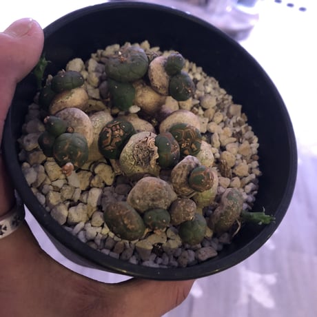 euphorbia     globosa