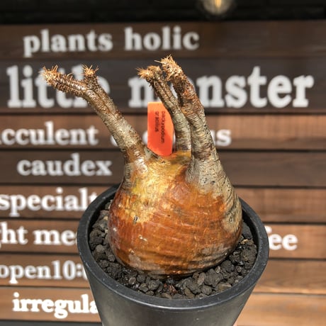 pachypodium  gracilius《小さめM size》赤肌※現地球発根済株※店主国内管理3年株※大変ぼってり樹形且つ極赤肌な一株‼︎※mad black pot植え