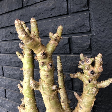 tylecodon  paniculatus《L L size》店主国内管理7年株※唯一無二な極太パニク※激希少big株幅‼︎チレコ最大種の大変オススメ株※mad black bowl pot植え